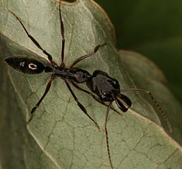 Trap-jaw ants (genus Odontomachus) have the fastest moving predatory appendages within the animal kingdom[2]