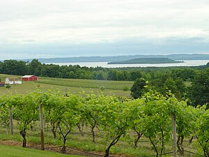 Rebfläche auf der Old Mission Peninsula