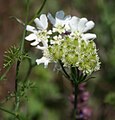 Großblütige Strahldolde (Orlaya grandiflora)