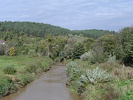 Osa in de buurt van Grudziądz