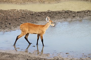 Sumpfhirsch / Cervo-do-pantanal