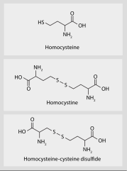 Total plasma homocysteine