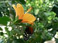 Heliconius hecale oder Heliconius ismenius