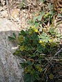 Sibbaldia procumbens