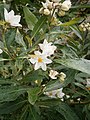 Solanum laxum