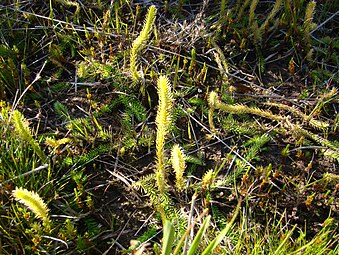 Der seltene Sumpf-Bärlapp hat sich hier inzwischen angesiedelt