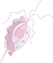 Trofozoït van Trichomonas intestinalis