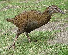 Weka