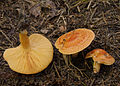 Lärchen-Reizker Lactarius porninsis