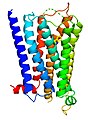 5-HT1D-Rezeptor