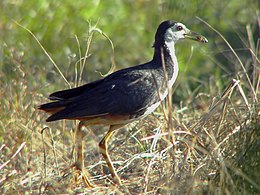 Fehérmellű lápityúk (Amaurornis phoenicurus)