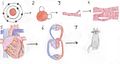 Each level of anatomical organization is more complex than the previous level. The first level of anatomical organization is the simplest, while the last level of is the most complex. 1. The most basic level of anatomical organization is the atom. 2. Molecules are made up of atoms. 3. Many different molecules make up a cell. (Shown cell is a cardiac muscle cell) 4. Cells make up tissue. (Shown cell is cardiac muscle) 5. Tissues make up organs. (Shown organ is a heart) 6. Organs working together make up an organ system. (Shown organ system is a circulatory system) 7.Organ systems make up an individual. (Shown organism is a domestic cat)