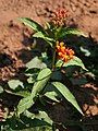 Indianer-Seidenpflanze (Asclepias curassavica)