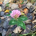 A lone flower rests among the park's fall leaves