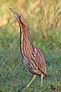 Eurasian bittern