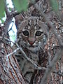 Bobcat-Texas-9134.jpg