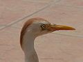 Kuhreiher Cattle Egret