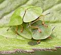 zöld pajzsbogár (Cassida viridis)