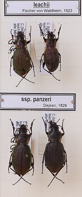 Carabus leachi