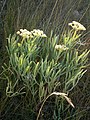 Crithmum maritimum