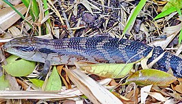 Gewone blauwtongskink