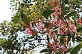 Enkianthus quinqueflorus