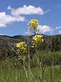 Blütenstände mit Blüten und jungen Schoten von „Erysimum asperum“