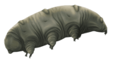 Reconstruction of Paradoryphoribius, from the Miocene (23 to 5.3 mya)