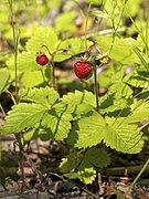 Wald-Erdbeere