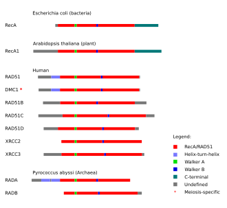 Canlıların her üstaleminden proteinleri gösteren bir çizim, her proteindeki homolog bölgeler renkli gösterilmiş.
