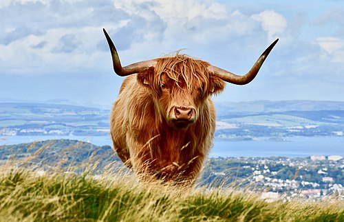 Highland cow in Edinburgh by Ashley Lee. A highland cow roaming a hill in Edinburgh, Scotland.