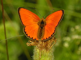 Morgenrood (vlinder)