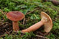 Lactarius aurantiacus