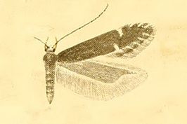 Monochroa scutatella