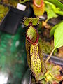 Nepenthes hamata