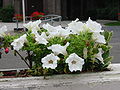 Witte petunia