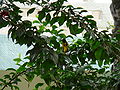 Dorfweber Village Weaver