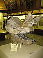 Skull of Brontotherium (Brontops sp.) in Moscow Paleontological Museum