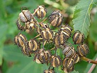 Früchte von Ricinus communis mit drei Teilfrüchten