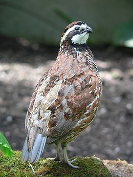 Virginiai fogasfürj (Colinus virginianus)