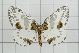 Abraxas cupreilluminata