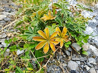 Alpen-Frauenmantel (Alchemilla alpina) im hinteren Kiental