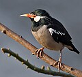 Image 34The Asian pied starling (Sturnus contra) is one of the 12 bird species of family Sturnidae resident in Bangladesh. Locally known as myna or shalik, these birds build their nests in holes or cavities in trees or buildings, or large globular structures of straw, twigs, etc. in trees. Photo Credit: J.M.Garg