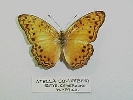 Atella columbina