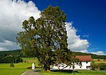 Sommerlinde (Tilia platyphyllos)