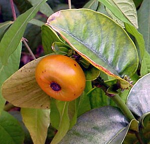 Η Γαρκινία του Πρέιν (Garcinia prainiana).