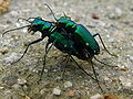 Cicindela sexguttata