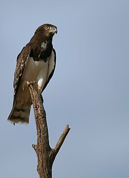 Zwartborstslangenarend