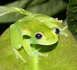 Cochranella spinosa