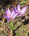 Crocus ligusticus